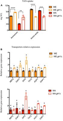 GTR1 Affects Nitrogen Consumption and TORC1 Activity in Saccharomyces cerevisiae Under Fermentation Conditions